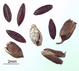   Fruits, seeds:   Diodia ocymifolia ; Photo by R. Young, USDA APHIS PPQ, imageID.idtools.org
